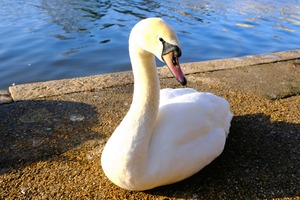 Lake’s Guardian