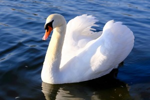 Wings of Love 1A