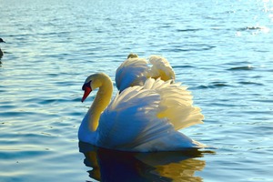 Wings of Love Pair
