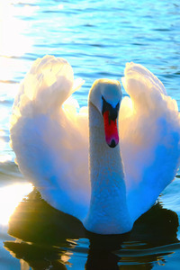 Wings of Love
