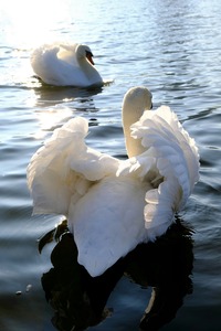 Behind Wings of Love 1A