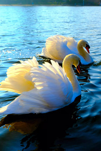Wings of Love Pair 3