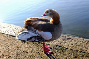 Graceful Pause