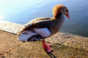 Duck Pose
