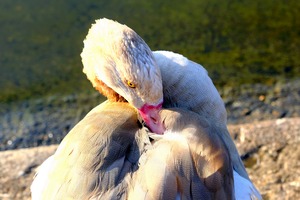 Evil Eye Swan