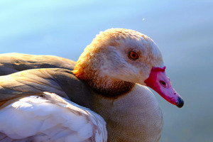 Duck Face 1B