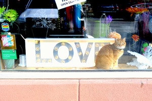 Cat in Window