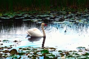 Silent Glide