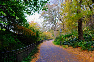 Autumn Stroll