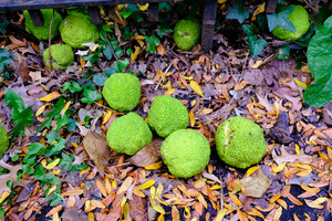 Osage in Autumn