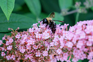 Just Bee Still In Fields of Pink