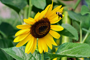 Flying into the Sun..Flower – The Dance of Daylight