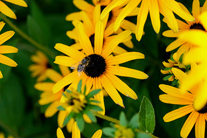 Black-Eyed Susans Dance Partner