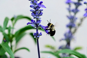 Just A Blue Salvia Buzzing Bee
