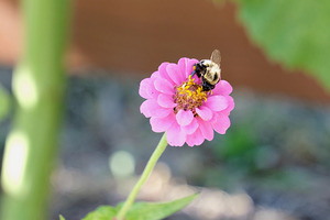 The Quiet Provider: Portrait of Pollination