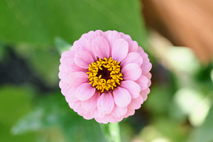 Pretty in Pink Zinnia:  Soft Celestial from Earth’s Garden