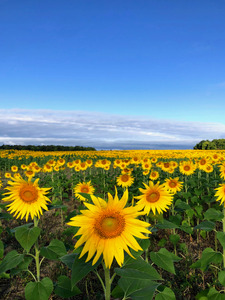 Fields of Joy
