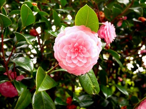 Blooms of Joy 1