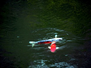 Playful Koi