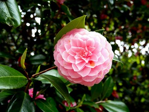 Blooms of Joy 1B