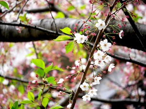 Cherry Blossom 2