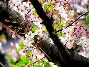 Cherry Blossom 2B