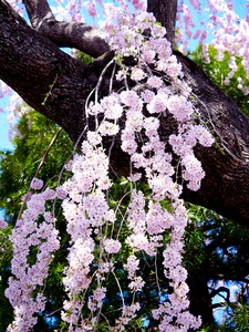 Cherry Blossom 3B