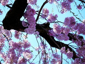 Cherry Blossom 
