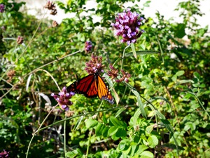 Monarch Butterfly