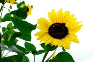 Hello Sunshine  
