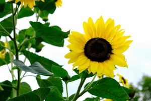 Hello Sunshine 2