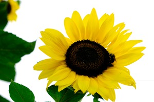 Blooms of Joy 3
