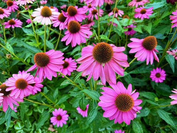 Field of Echinacea Dreams by Click4Pix