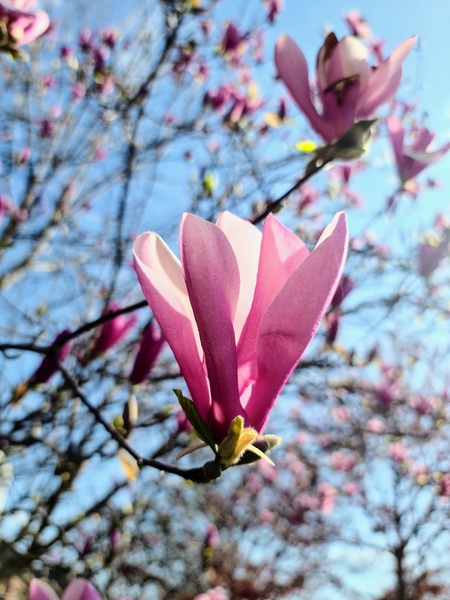 A Magnolias First Embrace of Light Print