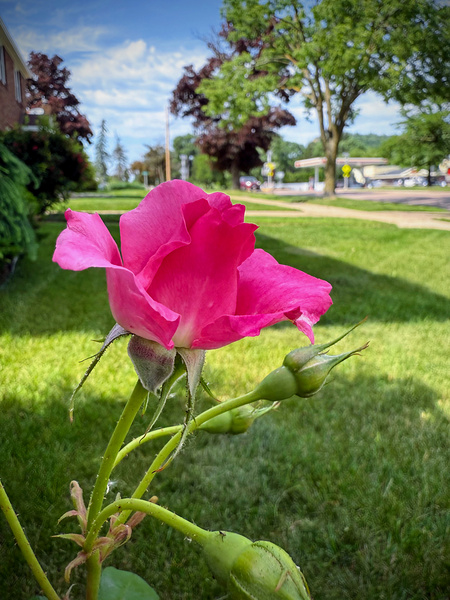 Petal by Petal: Becoming Beautiful Without Permission by Click4Pix