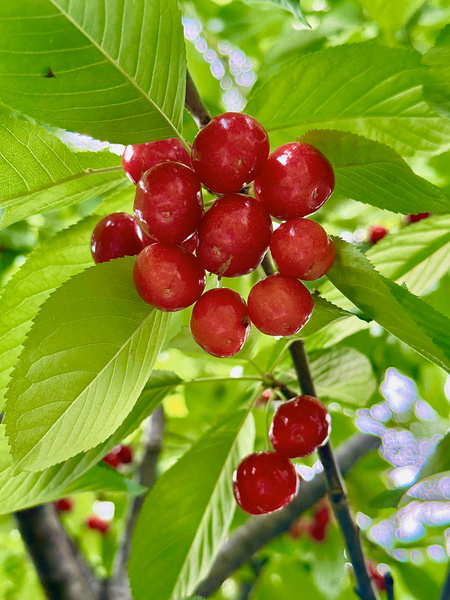 The Cherry Covenant: Nature’s Silent Promise by Click4Pix