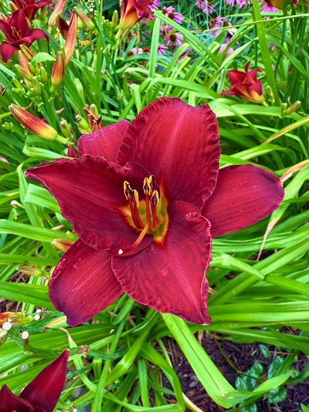 Garden Spotlight by Click4Pix