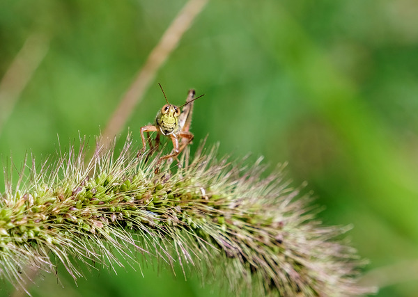 Smiling Happy Hopper on the Wild Silk Spine by Click4Pix