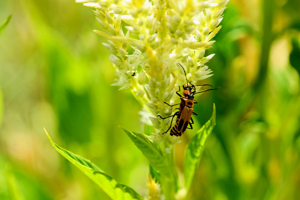The Daylight Firefly: Guardian of the Green Flame by Click4Pix