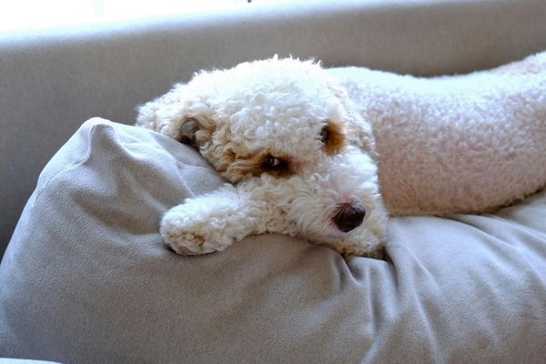 Not Pouting Pooch by Click4Pix