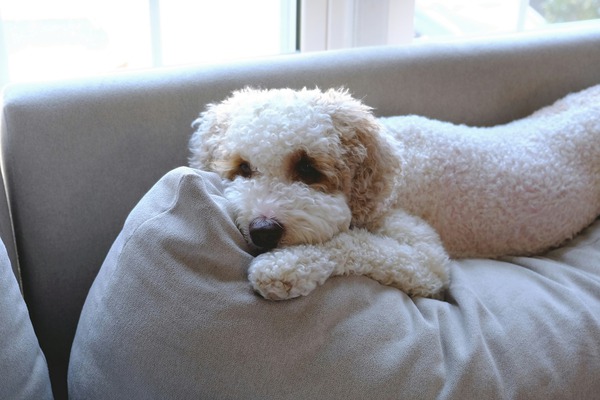 Patient Pooch Finn by Click4Pix