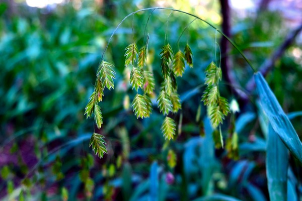 Silent Green Wind Chimes 2 by Click4Pix