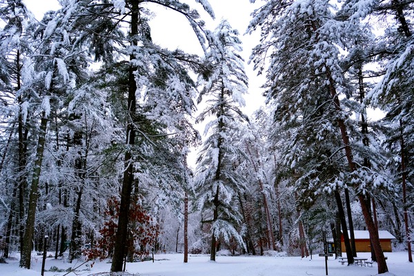 Winter Wonderland  Digital Download