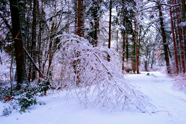 Bowing to Winter Digital Download