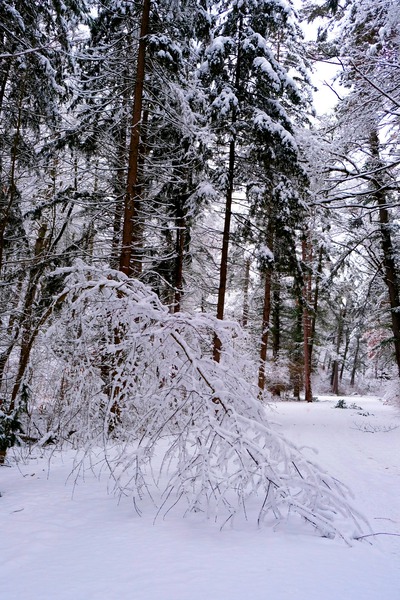 Bowing to Winter 2 Digital Download