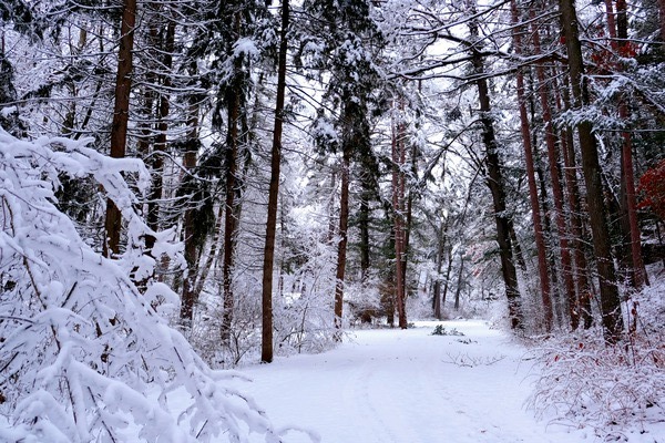 Winterscape Digital Download