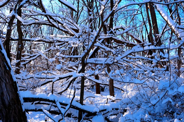 Frozen Limbs 2B Digital Download