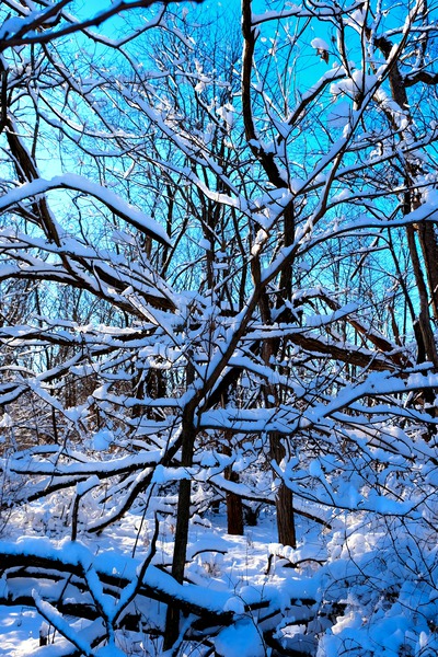Frozen Limbs 3B Digital Download