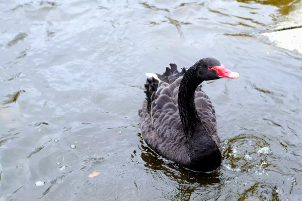 A Black Swan Moment  Digital Download