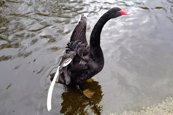 A Black Swan Moment 2B by Click4Pix